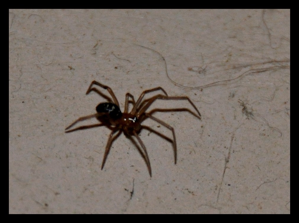 Pholcus phalangioides e Steatoda grossa